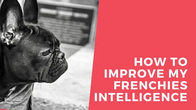 'Video thumbnail for How to improve my french bulldogs intelligence'