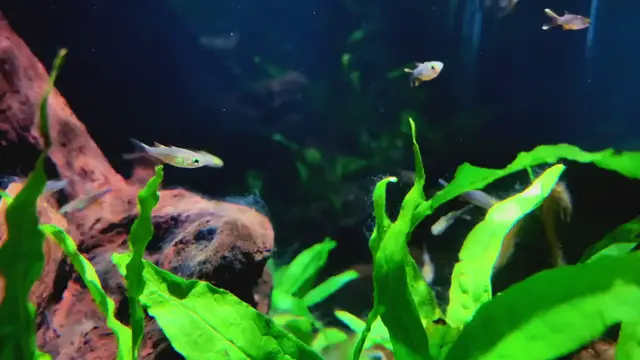 Video thumbnail for Celebes rainbowfish