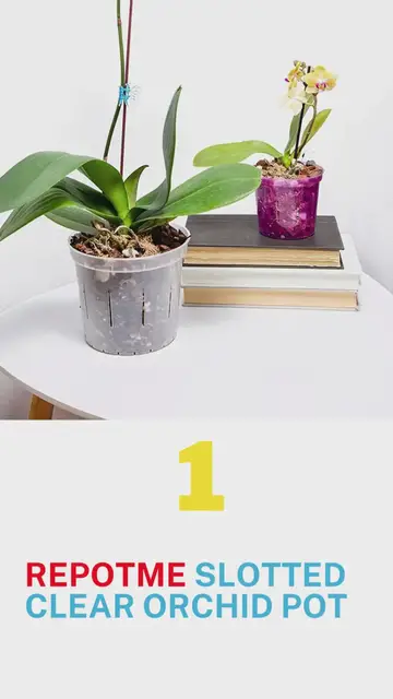 'Video thumbnail for 5 Best Orchids Pots You Can Buy at Amazon'