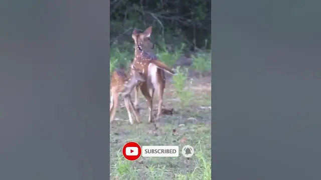 Video thumbnail for Baby spotted deer drinking milk (Bambee) #shorts