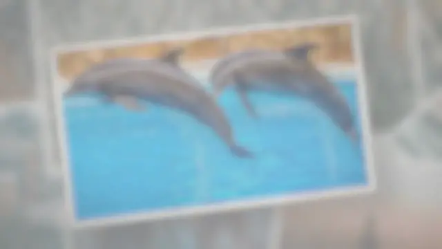 Video thumbnail for Do Dolphins Sleep With One Eye Open?