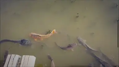 'Video thumbnail for Why your pond fish keep dying – With Solutions'