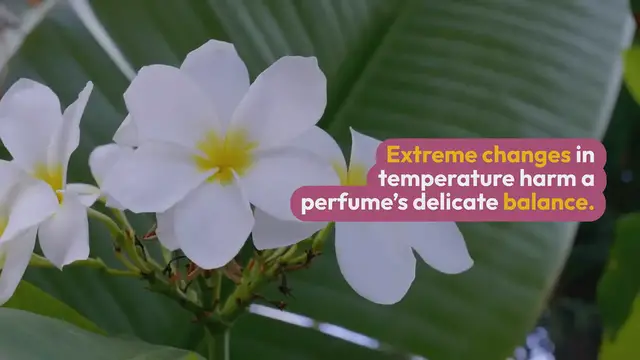 'Video thumbnail for Video 1 - Can Perfumes Freeze? The Surprising Truth Finally Revealed!'