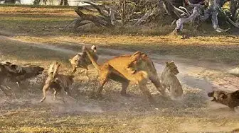Video thumbnail for Lioness Takes a Beating by Wild Dogs to Save Her Cub