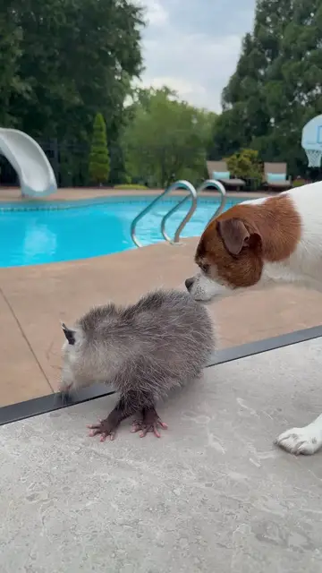 Video thumbnail for Gentle Dog Befriends a Curious Baby Opossum by the Pool