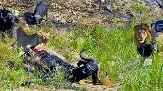 Video thumbnail for Lions Eat Buffalo While it Still Calls for Help