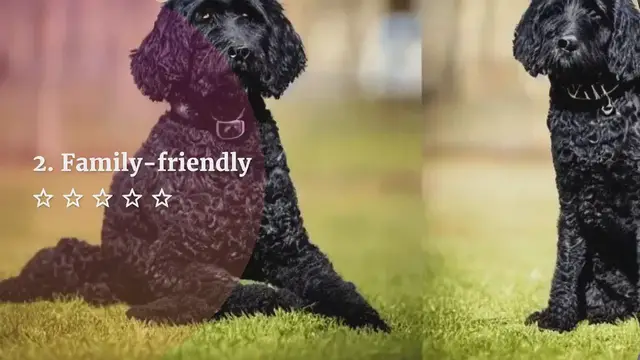 'Video thumbnail for Black labradoodles'