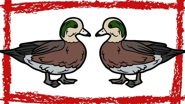 Video thumbnail for 3 Minutes Chiloe Wigeon Sound | Chiloe Wigeon Call | Chiloe Wigeon Song