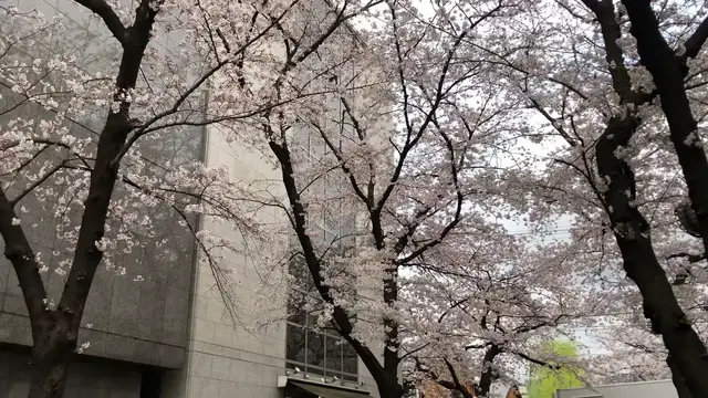 'Video thumbnail for 祇園に春の訪れ　2021年3月26日'