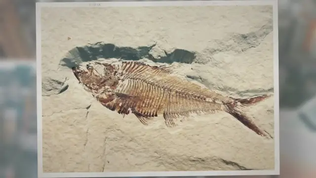 Video thumbnail for How Are Trace Fossils Formed?