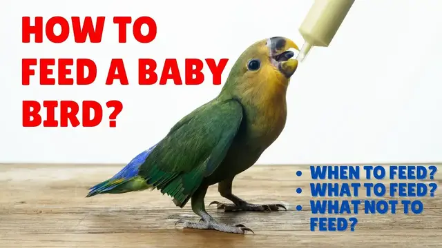 Video thumbnail for How to Feed a Baby Bird - When to Feed a Baby Bird