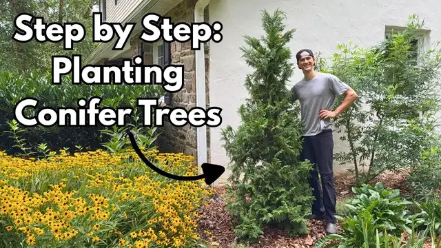 Video thumbnail for How to Plant CONIFER EVERGREEN Trees - Balled & Burlap (B&B) - Pines, Arborvitae, Spruce, Firs
