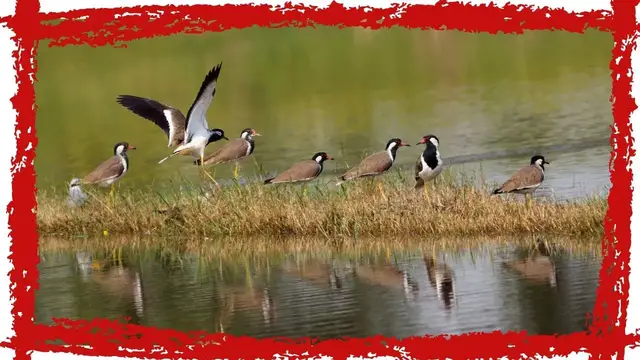 Video thumbnail for Red-wattled Lapwing (Vanellus indicus) Call, Sound & Song | Red-wattled Lapwing Video