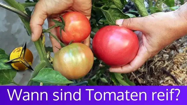 Video thumbnail for Tomaten Reife: Wann sind Tomaten reif
