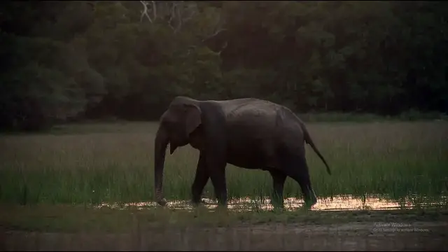 Video thumbnail for Elephant with the sunset