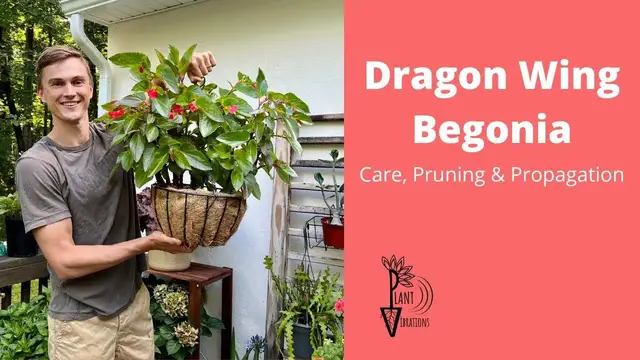Video thumbnail for Grow, Propagate & Prune 'DRAGON WING' BEGONIA - An Angel Wing Begonia Hybrid