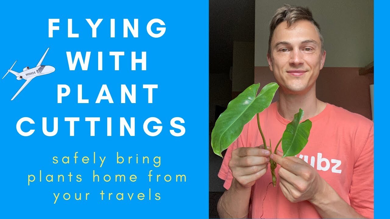 Video thumbnail for How to take HOUSEPLANT CUTTINGS on an Airplane - Travel with Plants