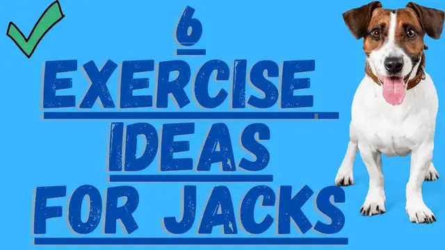 Video thumbnail for Jack Russell Terriers And Exercise (Try These 6 Ideas)
