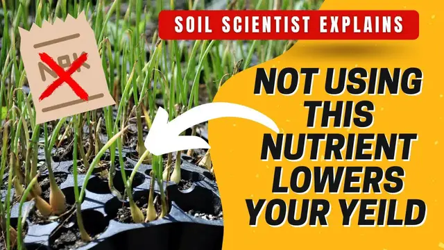 Video thumbnail for Fertilizing Leek & Onion Seedlings. The Nutrient Everyone FORGETS To Add With Alliums & Brassicas.