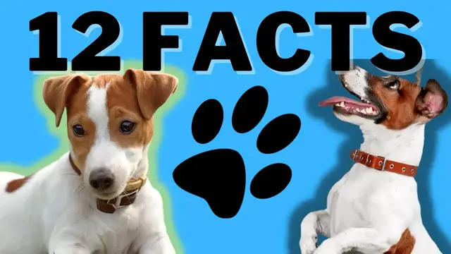 Video thumbnail for 12 Facts About The Jack Russell Terrier (My Favorite Facts)