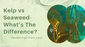 Video thumbnail for Kelp vs Seaweed  What’s The Difference