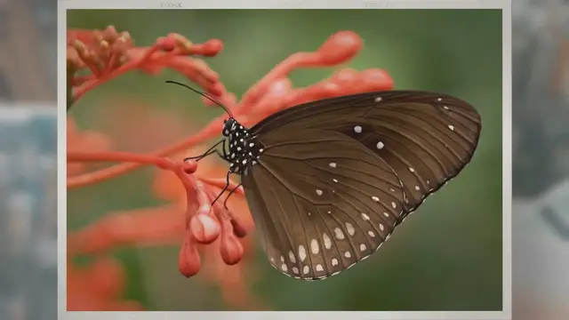 Video thumbnail for Can Butterflies See Their Own Wings?