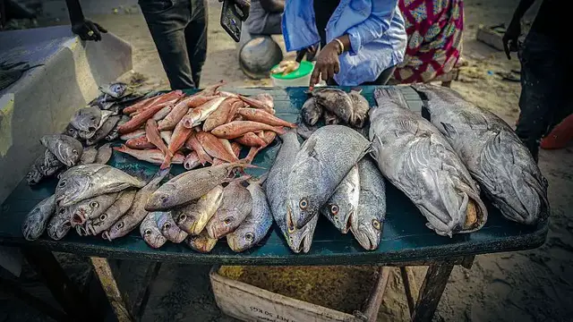 'Video thumbnail for Senegal’s fishing crisis: Overfishing, migration, survival'