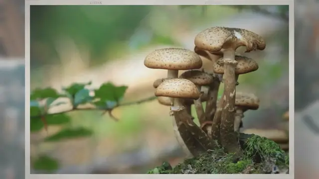 Video thumbnail for What Are Cremini Mushrooms?