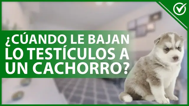'Video thumbnail for 🐶 ¿A qué edad le BAJAN LOS TESTÍCULOS a un cachorro y qué hacer si no bajan? 🐶'