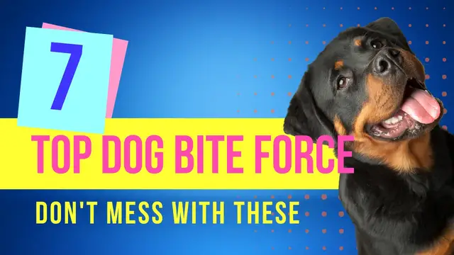 Video thumbnail for Top 7 Dogs With The Strongest Bite Force in the World