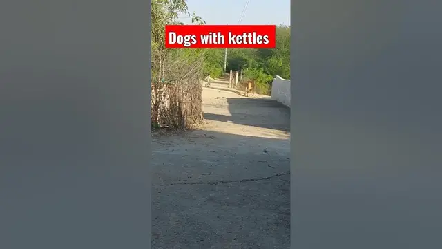 'Video thumbnail for dogs for kettles #dog #dogshorts'