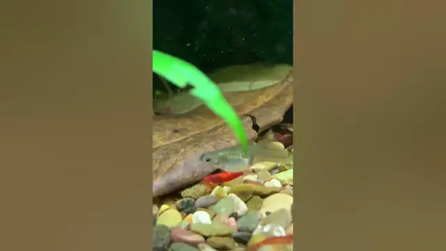 'Video thumbnail for Red Cherry Shrimp going about their day'