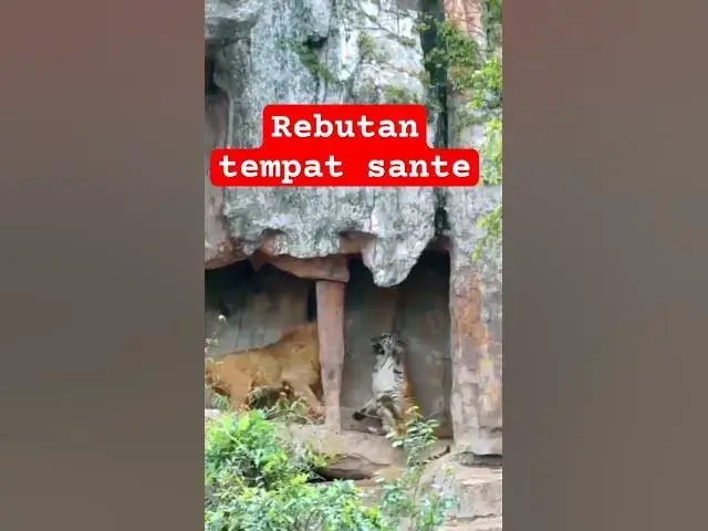 Video thumbnail for Harimau bertarung