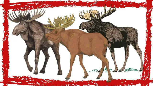 Video thumbnail for Moose (Alces Alces) Sounds | Moose Video | Moose Calling | Moose Noises & Scream | Moose Roar