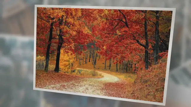 Video thumbnail for IELTS Speaking Part 1: Trees