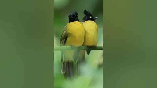 'Video thumbnail for Beautiful Black Crested Bulbul Found on a Branch'