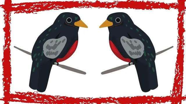 'Video thumbnail for Elegant Trogon (Trogon Elegans) Video | Elegant Trogon Sound | Elegant Trogon Call'