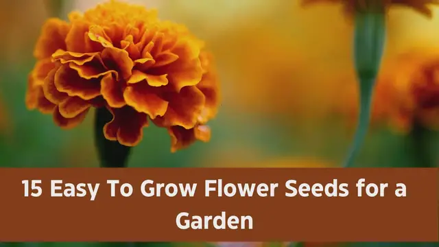 Video thumbnail for 15 Easy Grow Flower Seeds for a Garden