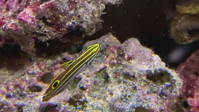 Video thumbnail for Hector's goby Koumansetta hectori