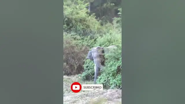 Video thumbnail for Young Tusker appears from the forest #shorts