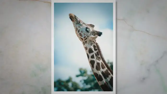 Video thumbnail for The Fascinating World of Giraffes: Unveiling the Name of the Famous Giraffe