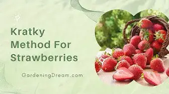 Video thumbnail for Kratky Method For Strawberries