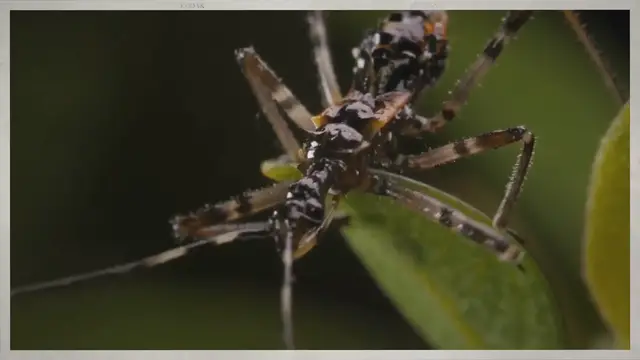 Video thumbnail for Untitled - October 30, 2022