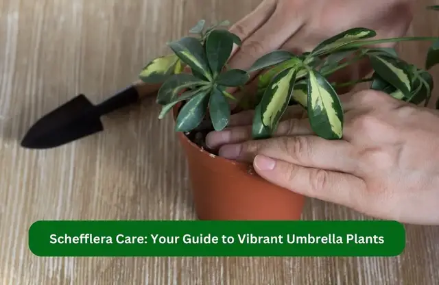 'Video thumbnail for Schefflera Care: Your Guide to Vibrant Umbrella Plants'