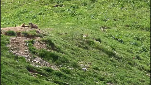 Video thumbnail for Babies Marmot