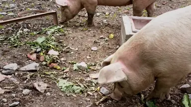 'Video thumbnail for Can_pigs_recognize_human_faces'