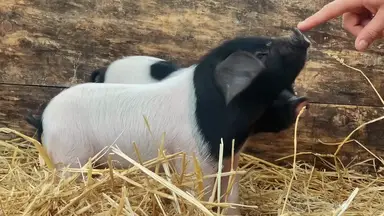 'Video thumbnail for Do_pigs_like_to_be_petted'