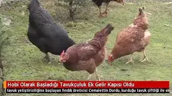 'Video thumbnail for Hobi Olarak Başladığı Tavukçuluk Ek Gelir Kapısı Oldu'