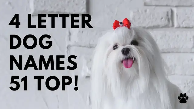 Video thumbnail for 4 Letter Dog Names 51 SHORT & TOP & CUTE Ideas