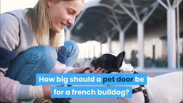 'Video thumbnail for Secure pet door for a french bulldog'